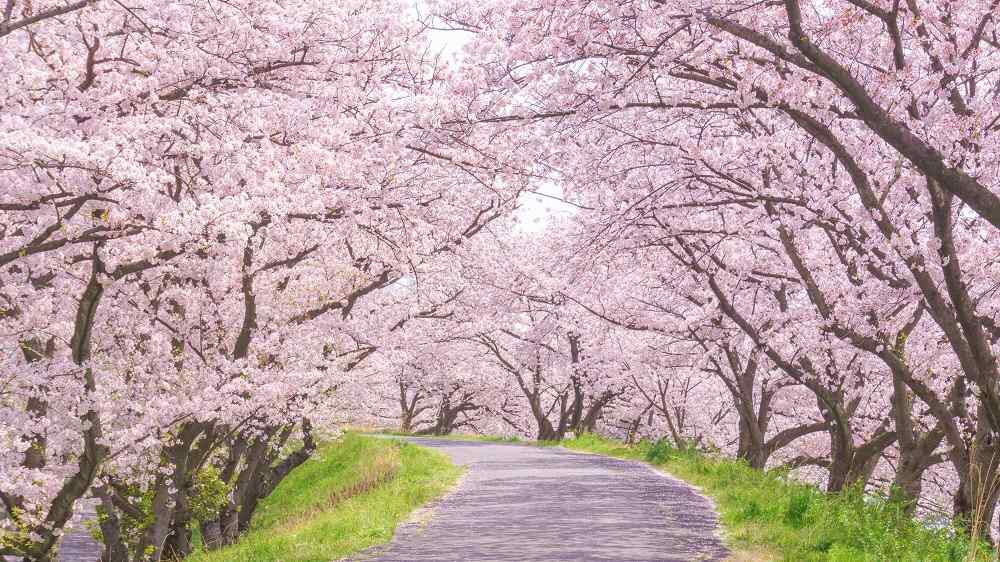 桜が満開の画像